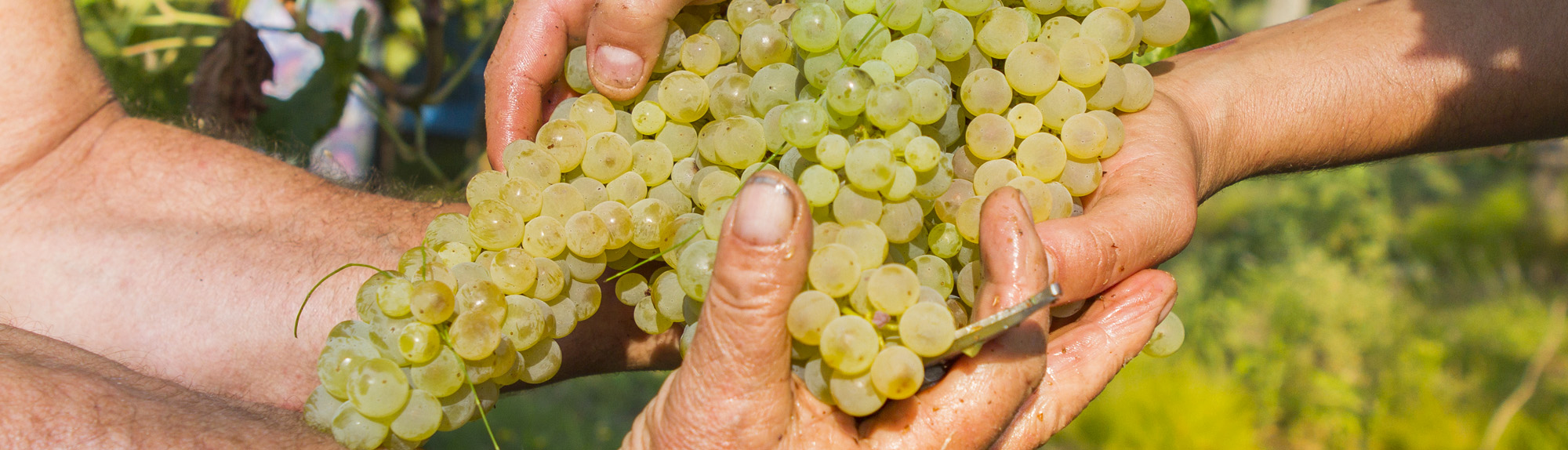 CasalFarneto-Verdicchio-Sostenibile
