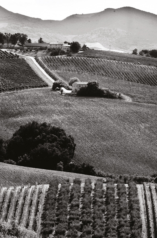 CasalFarneto-Verdicchio-Storia